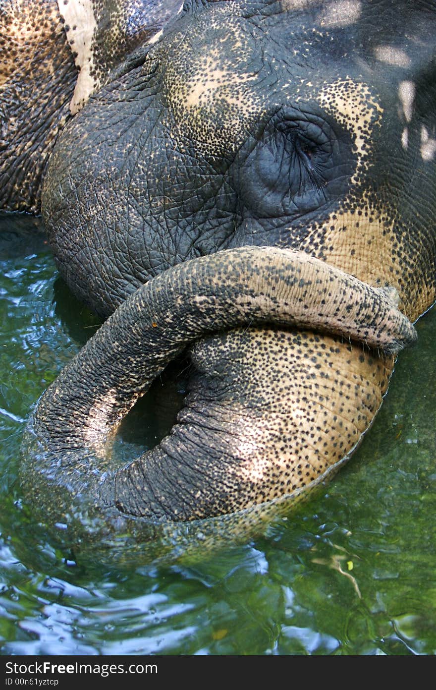 Asian Elephant