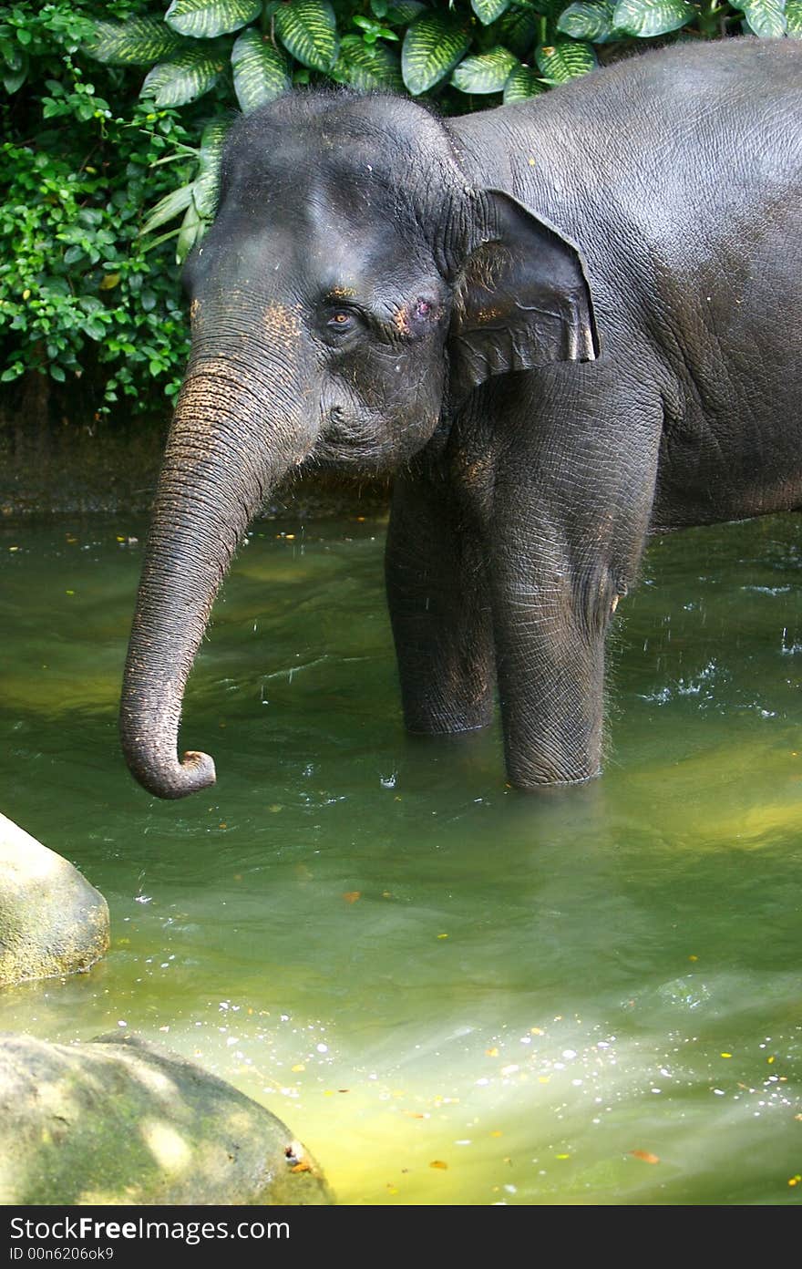 Asian Elephant