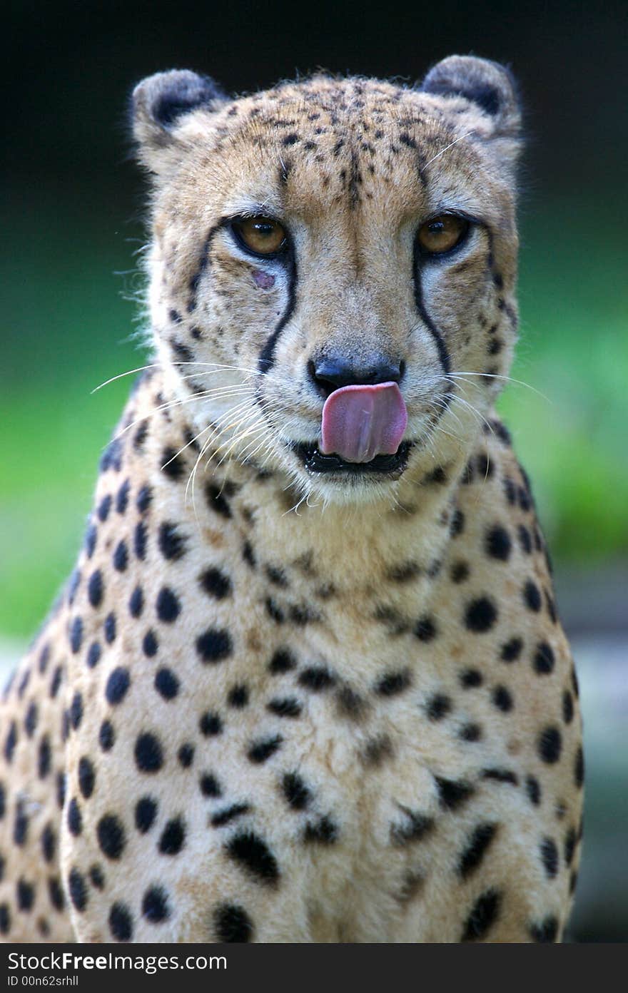 King Cheetah