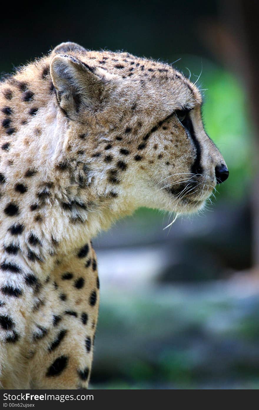 King Cheetah