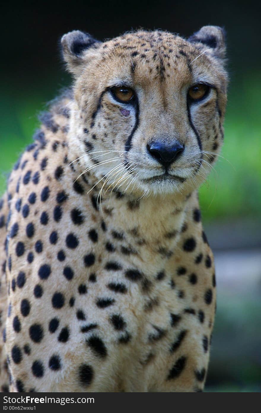 A King Cheetah on alert