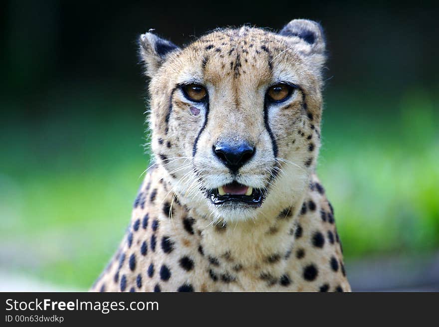 A King Cheetah on alert