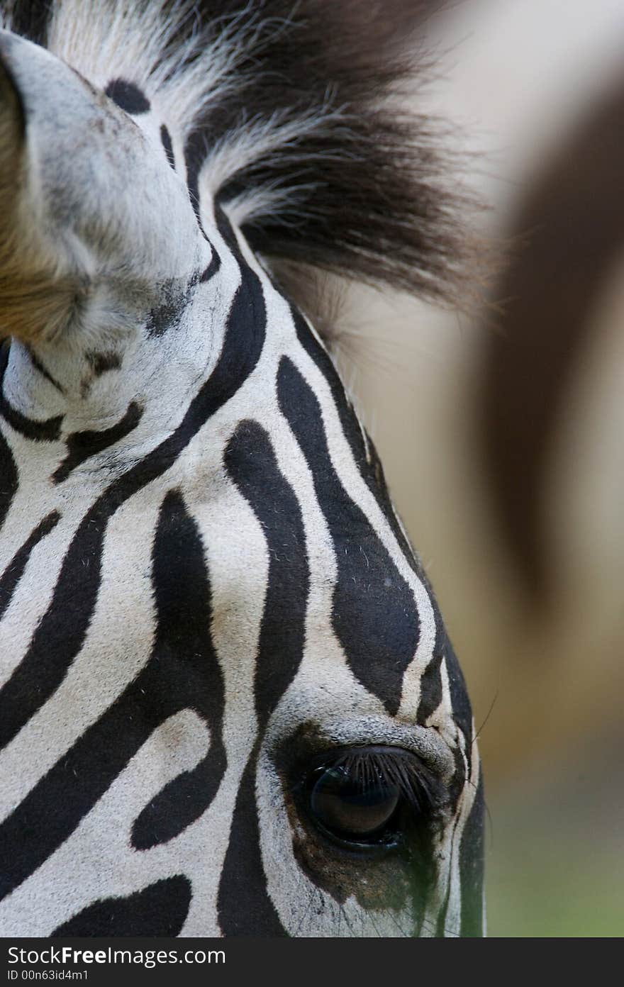 African Zebra