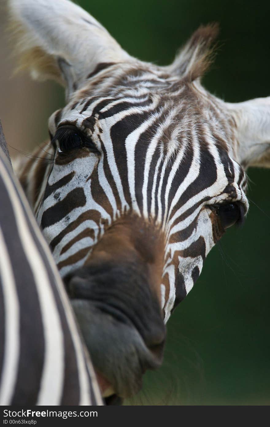 African Zebra