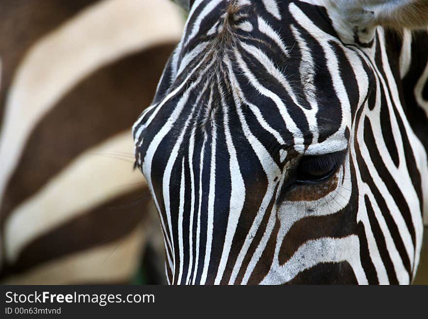 African Zebra