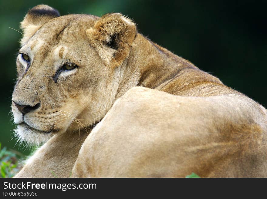 An African Lioness sitting and relaxing