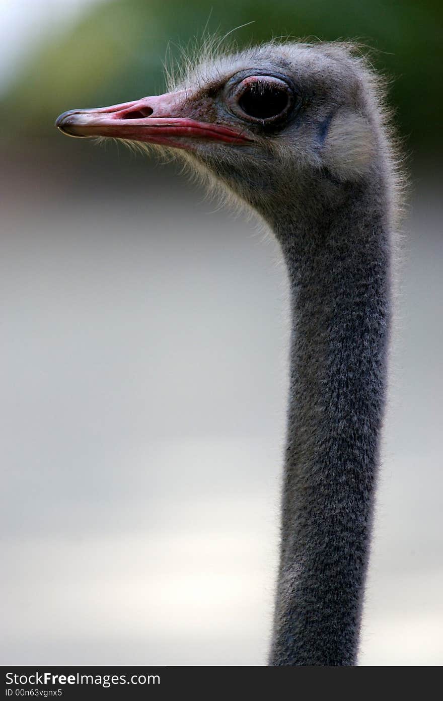 Ostrich