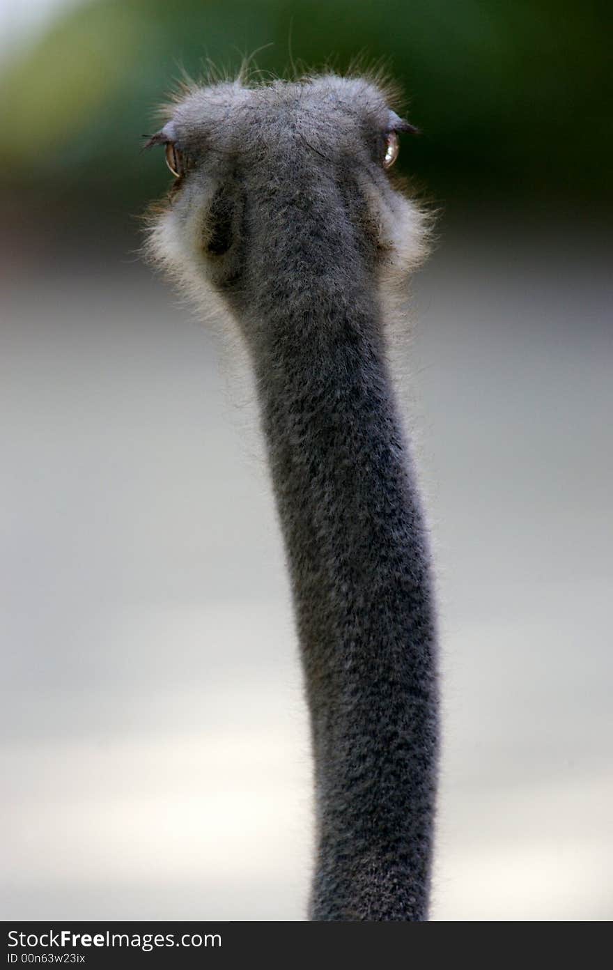 Ostrich