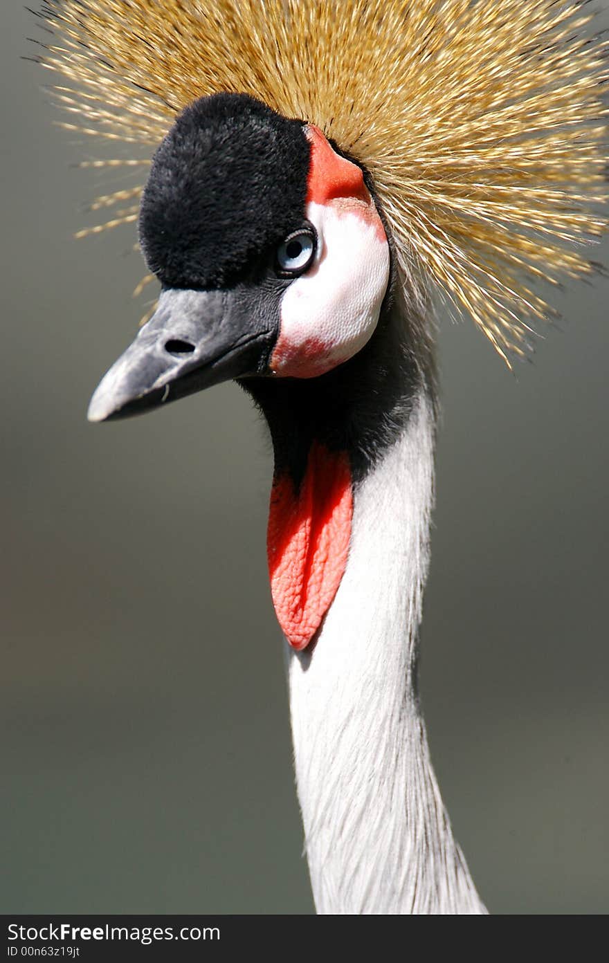 African Black Crowned Crane