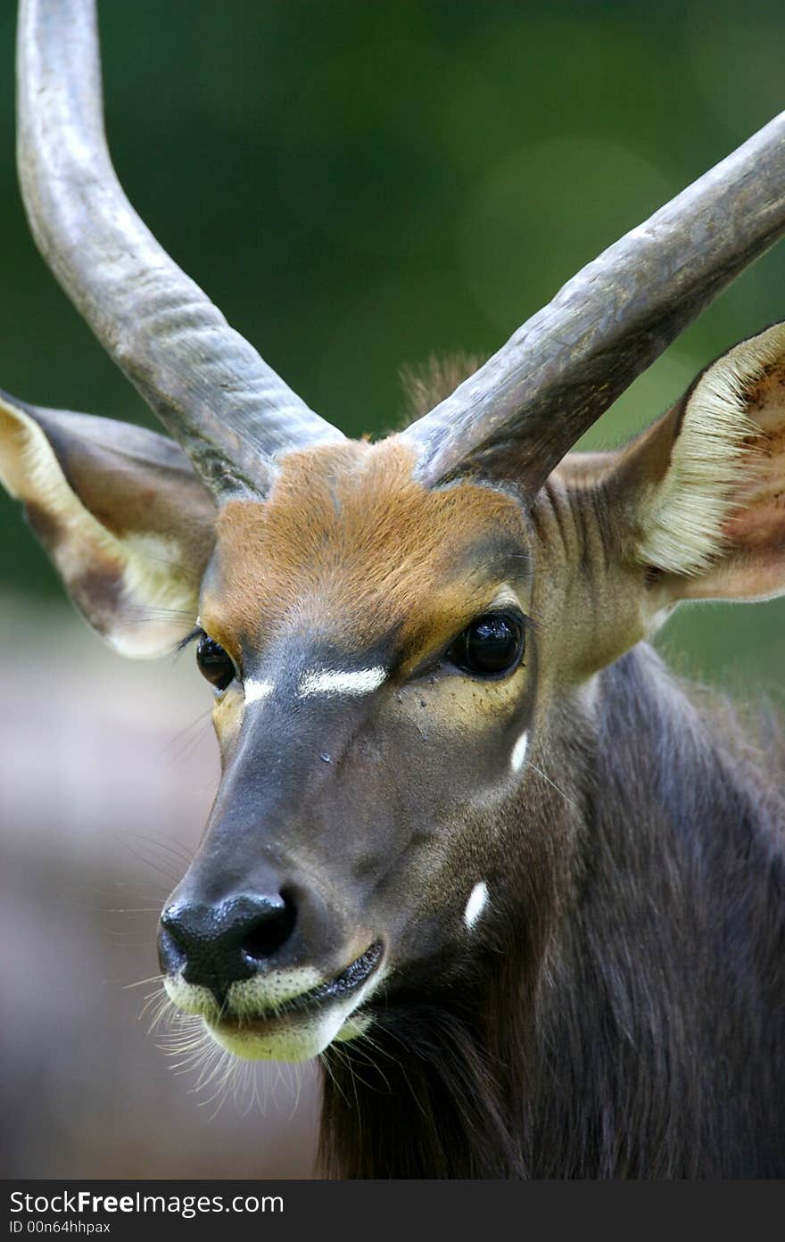 African Waterbuck