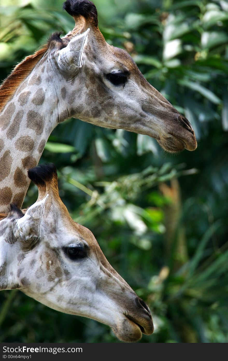 Two African Giraffes found together