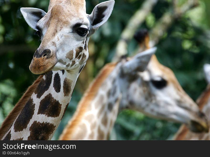 African Giraffes