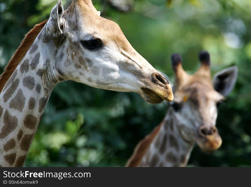 African Giraffes