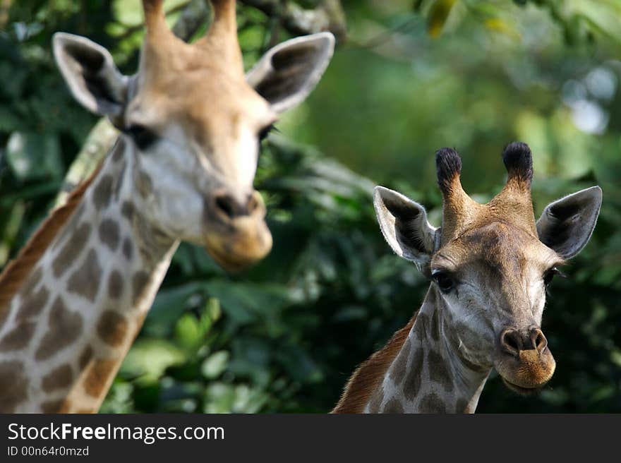 Two African Giraffes found together