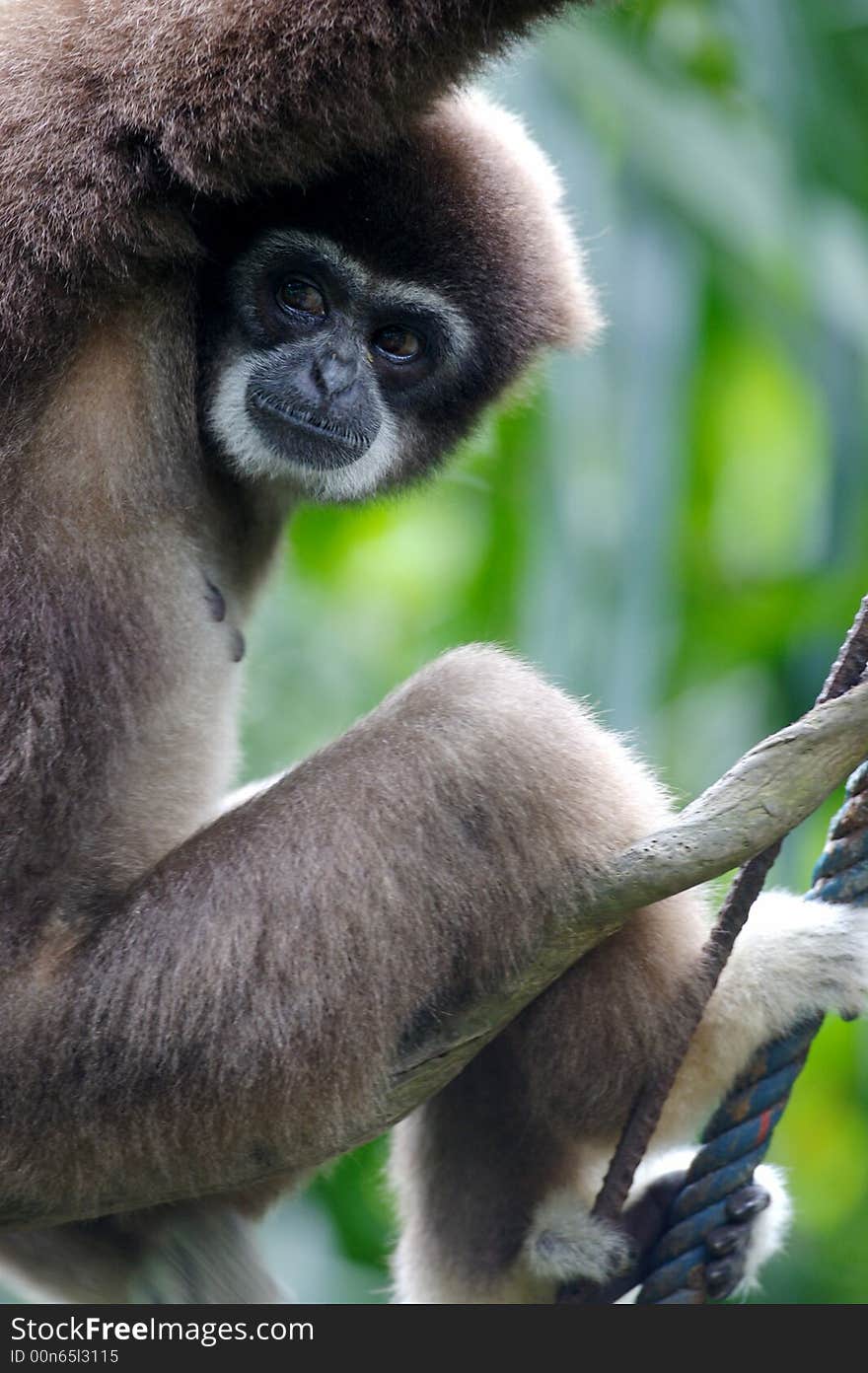 A white handed Gibbon portriat