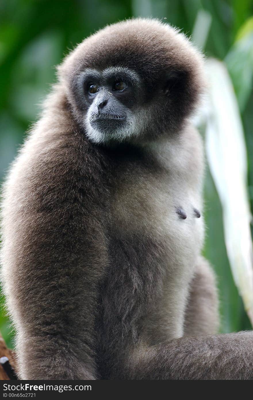 White Handed Gibbon