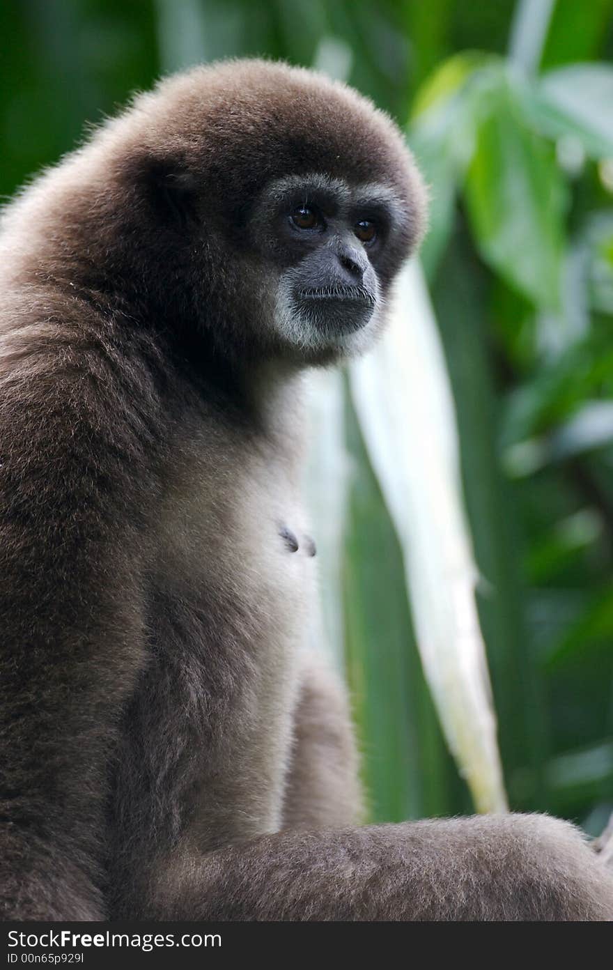 A white handed Gibbon portriat