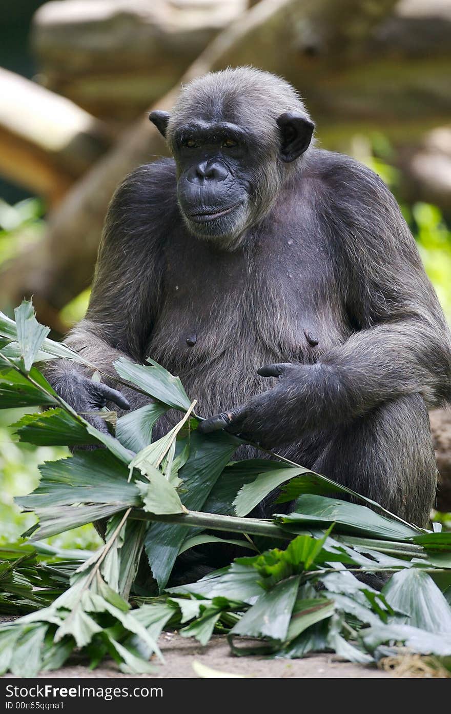 A family of Chimpanzees found together