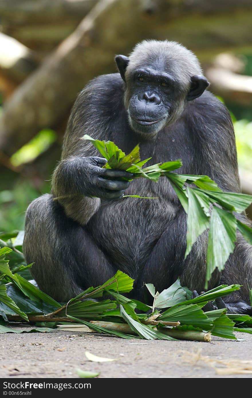 A family of Chimpanzees found together