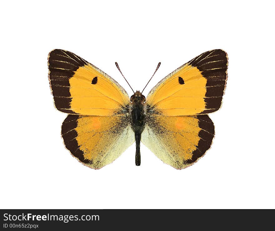 Butterfly, isolated on white background. (Colias chrysotheme). Butterfly, isolated on white background. (Colias chrysotheme)