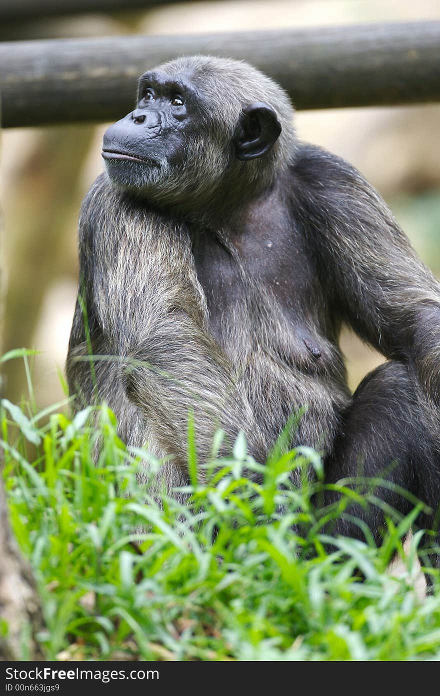 A family of Chimpanzees found together