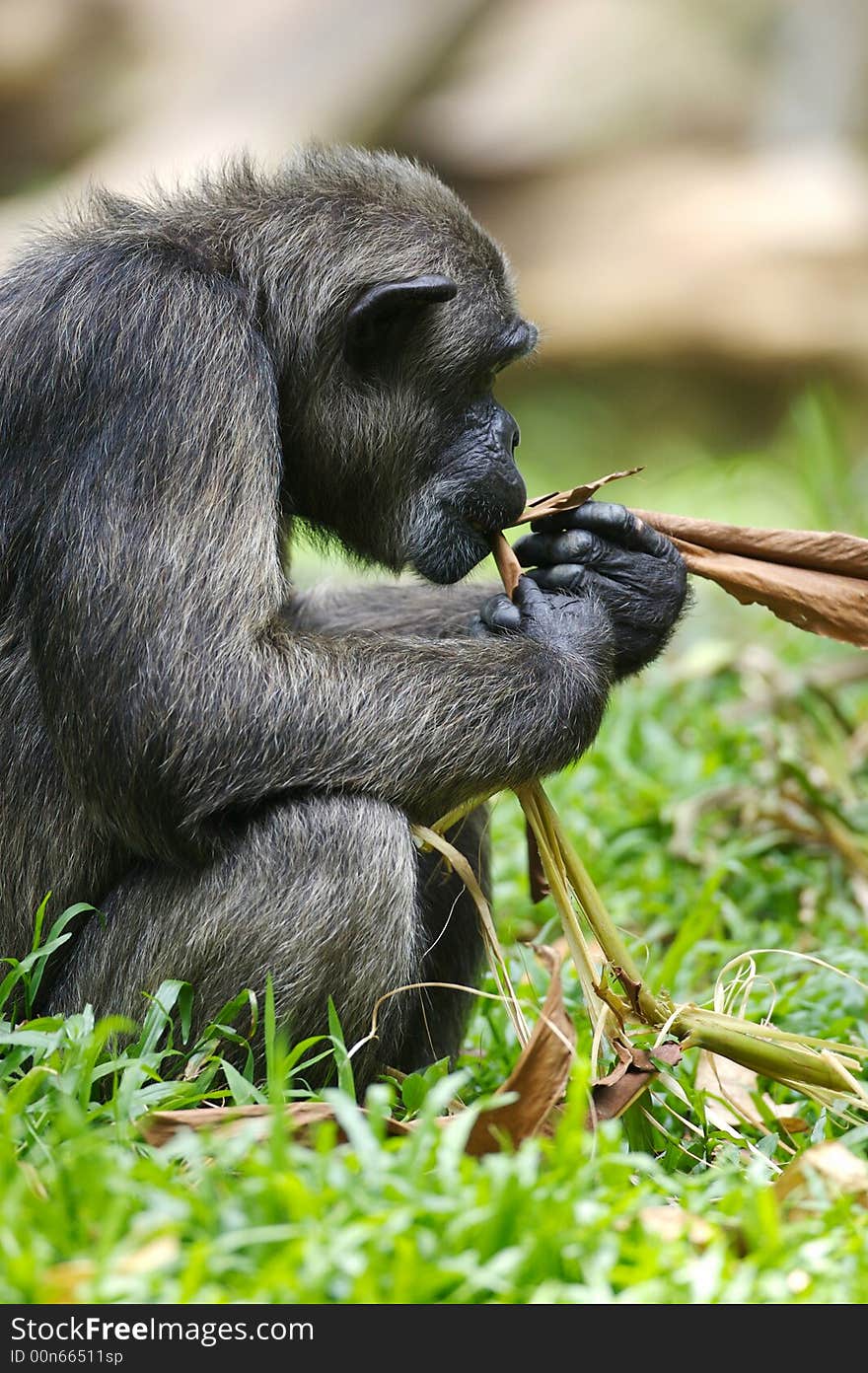 A family of Chimpanzees found together