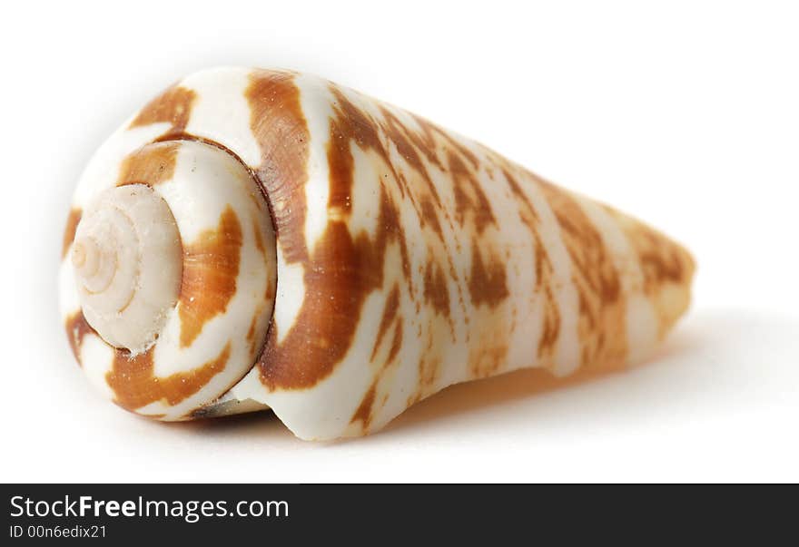 Sea shell on white background