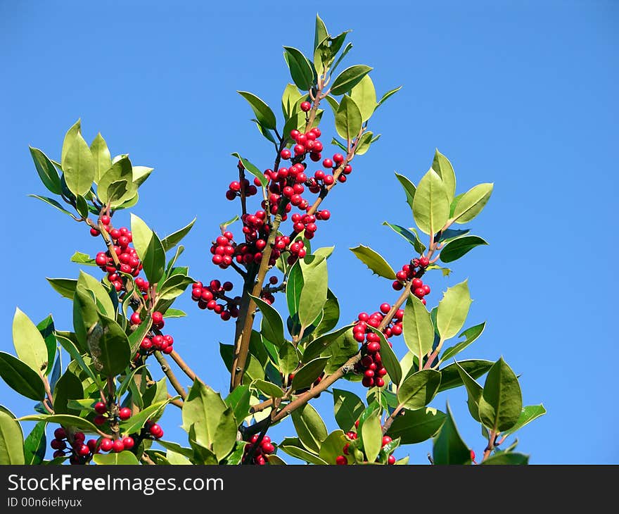 Holly berries showing its fruits at christmas