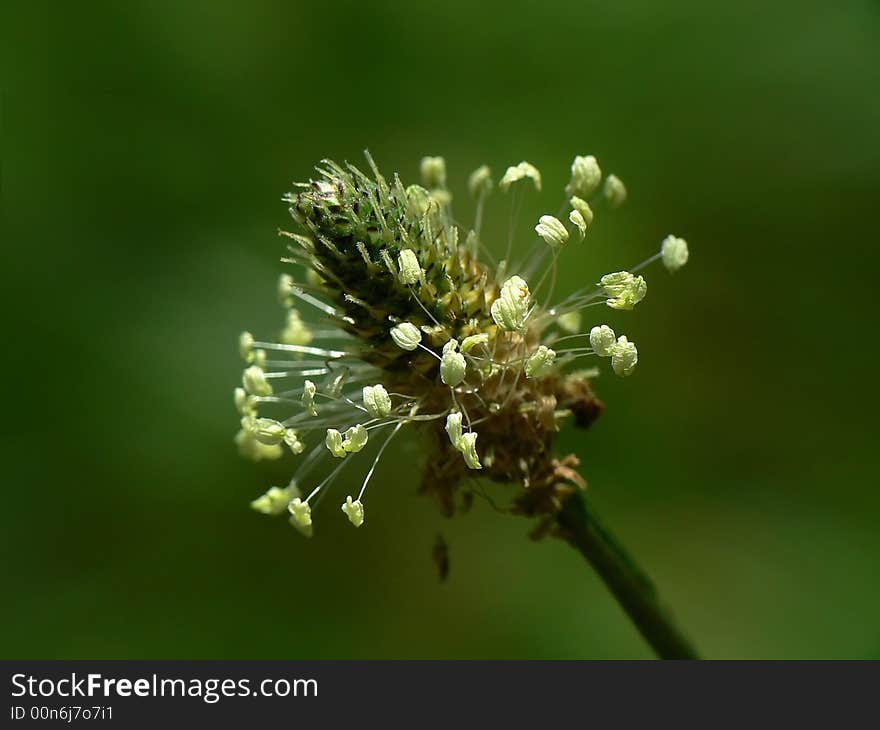 Blooming grass in natural lighting. Blooming grass in natural lighting