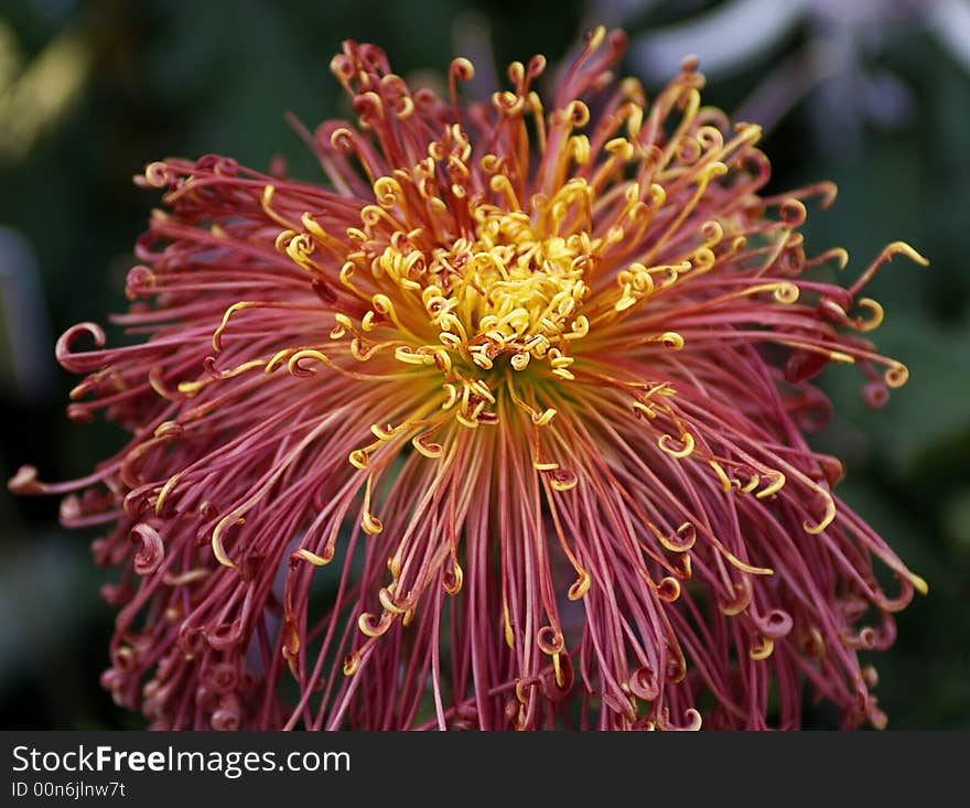 Chrysanthemum in the park Autumn