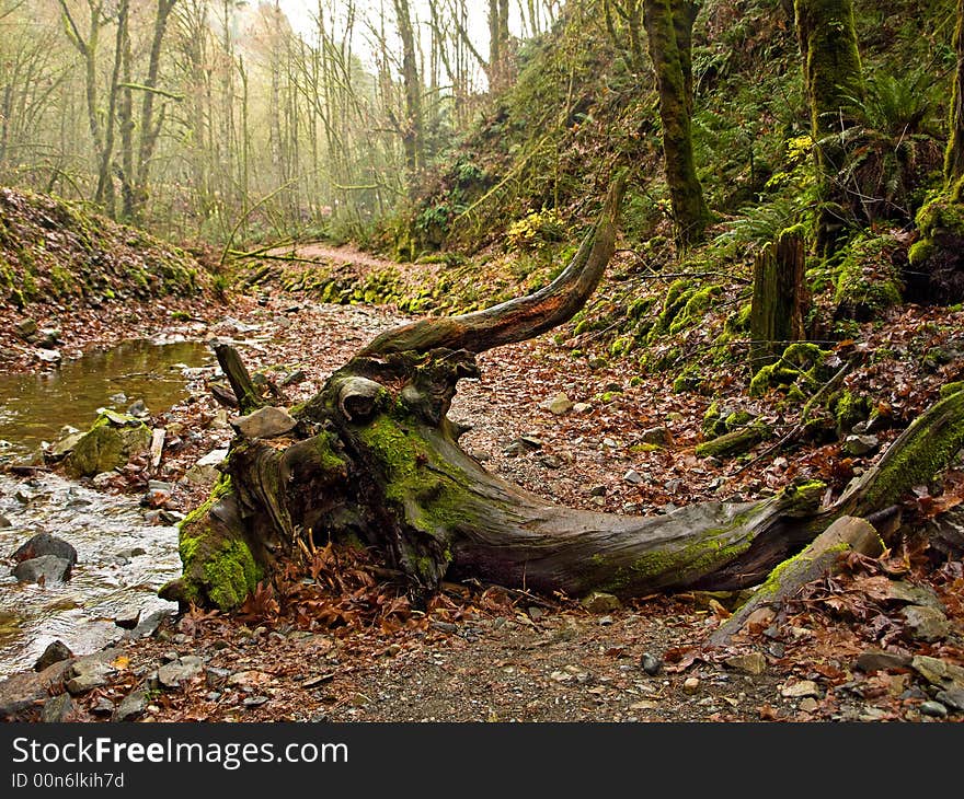 Forest watercourse