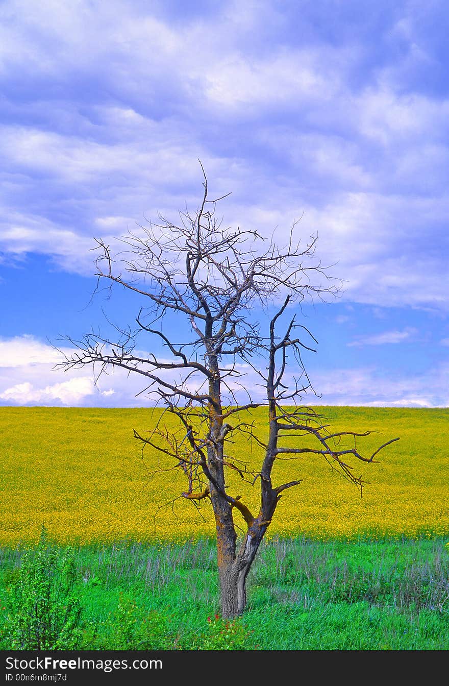 Tree on a background of a field