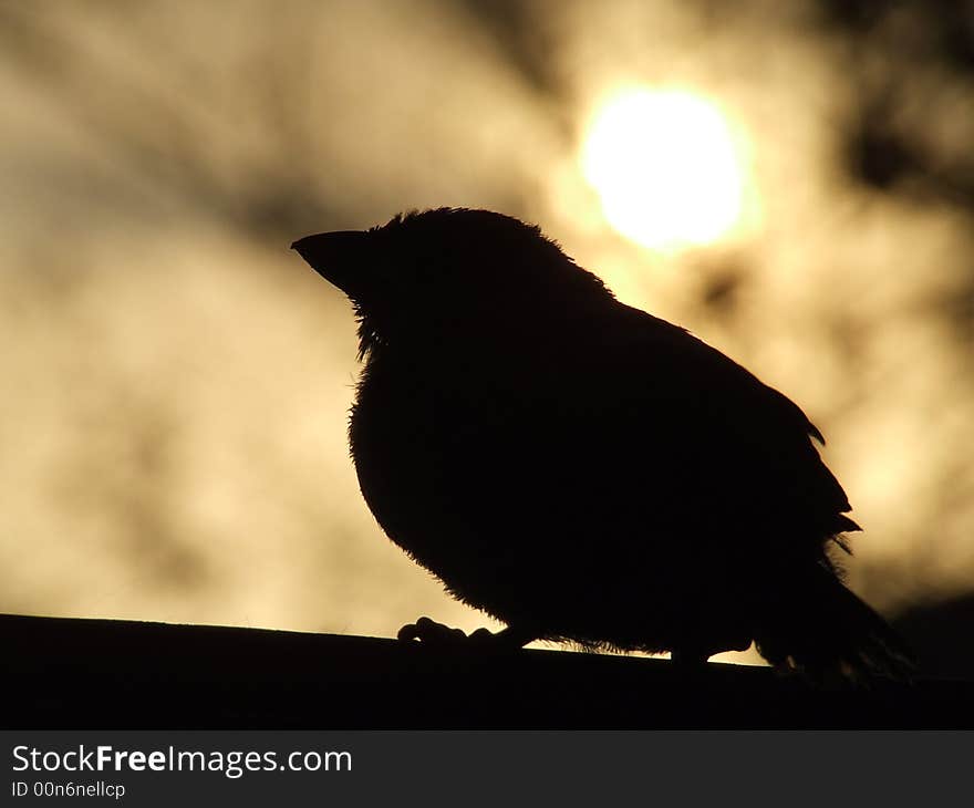 Sunset over a baby bird