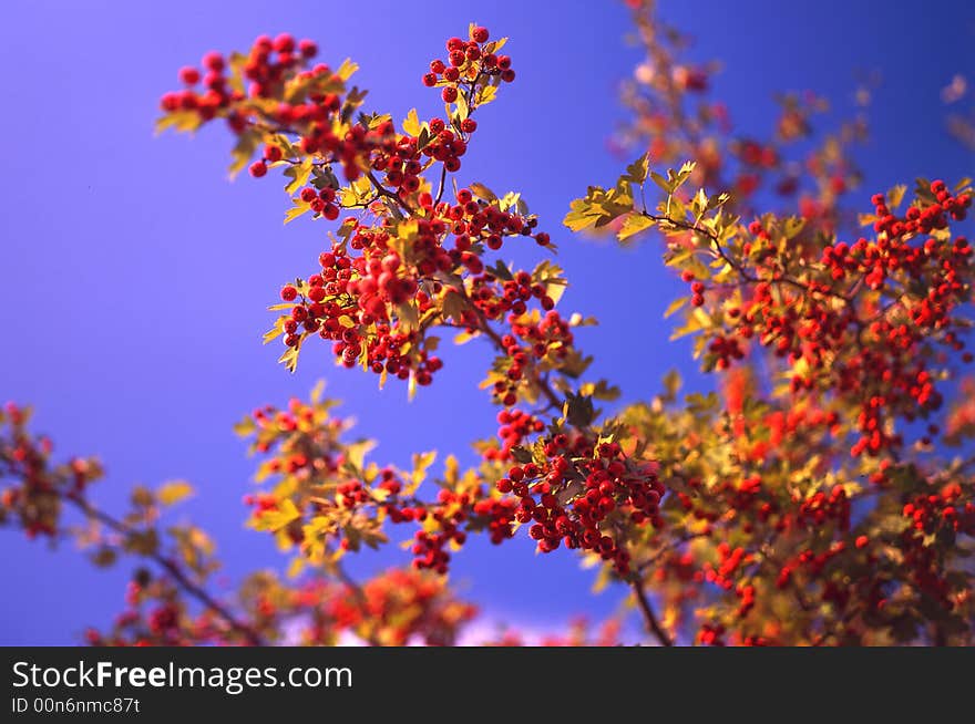 Tree  on a background of the sky