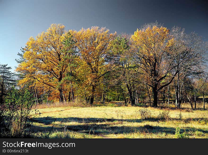 Tree on a background of a wood