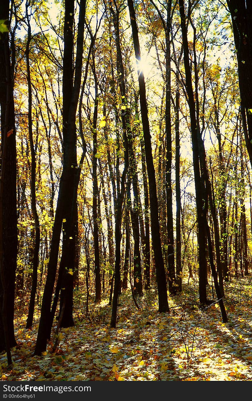 Tree on a background of a wood. Tree on a background of a wood