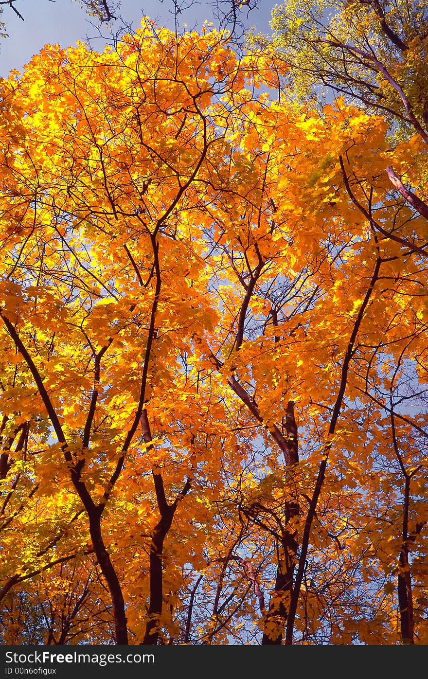 Tree on a background of a wood