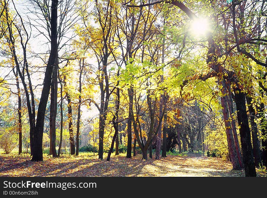 Tree on a background of a wood. Tree on a background of a wood