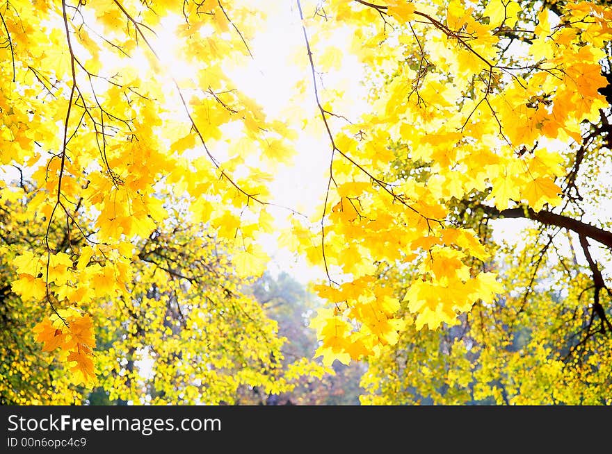 Tree on a background of a wood. Tree on a background of a wood