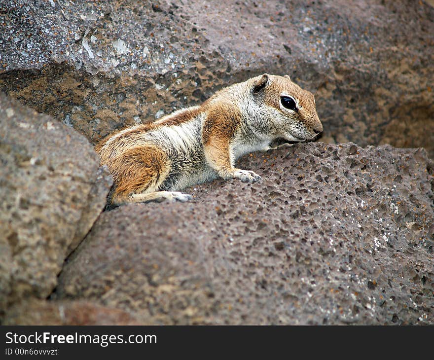 Squirrel rock climber in spain