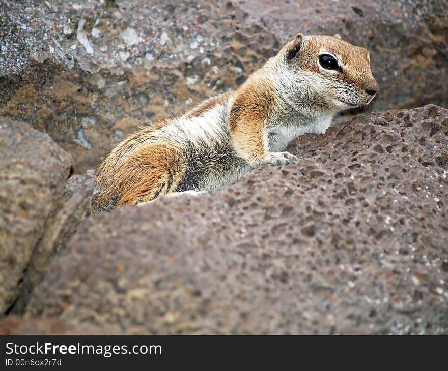 Squirrel rock climber in spain