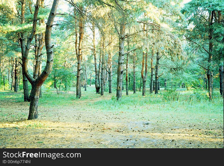 On a background of a wood. On a background of a wood