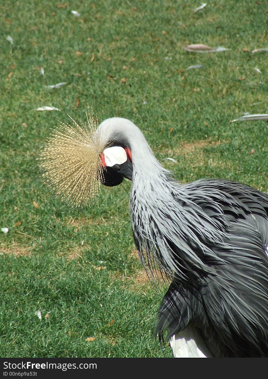 Cleaning bird