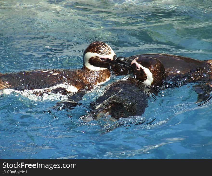 Brown penguins playing in the pool