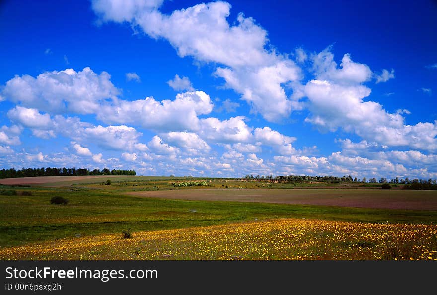 Flowers on a background of the sky. Flowers on a background of the sky