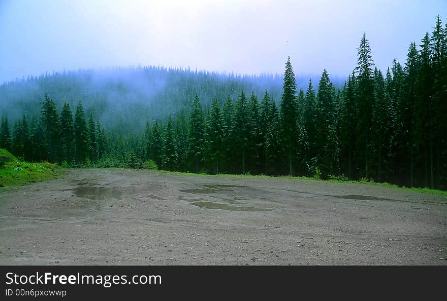 Fog on a background of a wood. Fog on a background of a wood