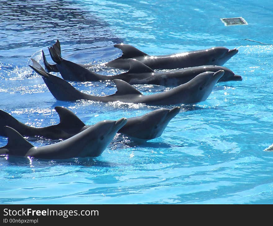 Dolphins Playing