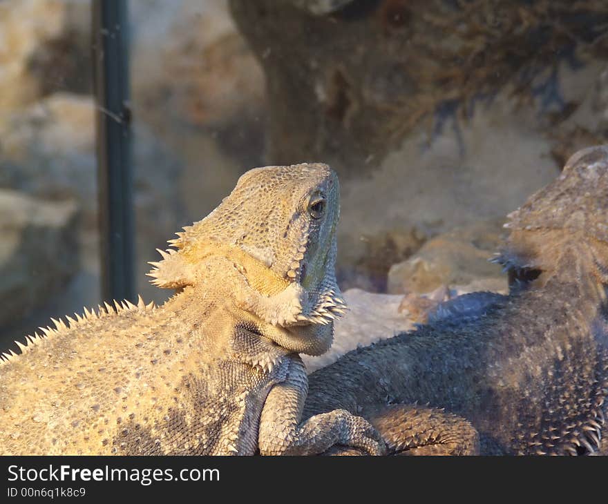 Brown iguanas