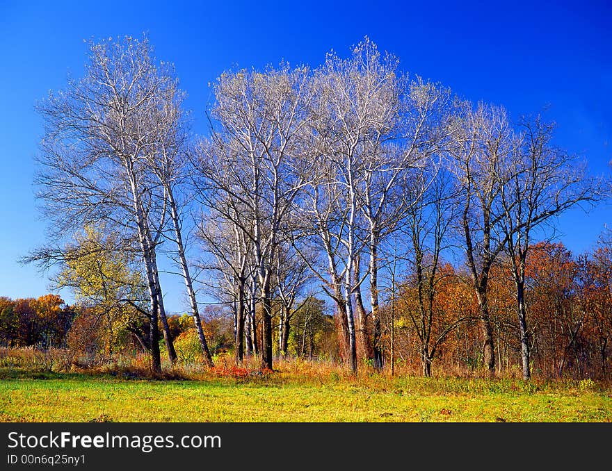 Tree on a background of the sky. Tree on a background of the sky