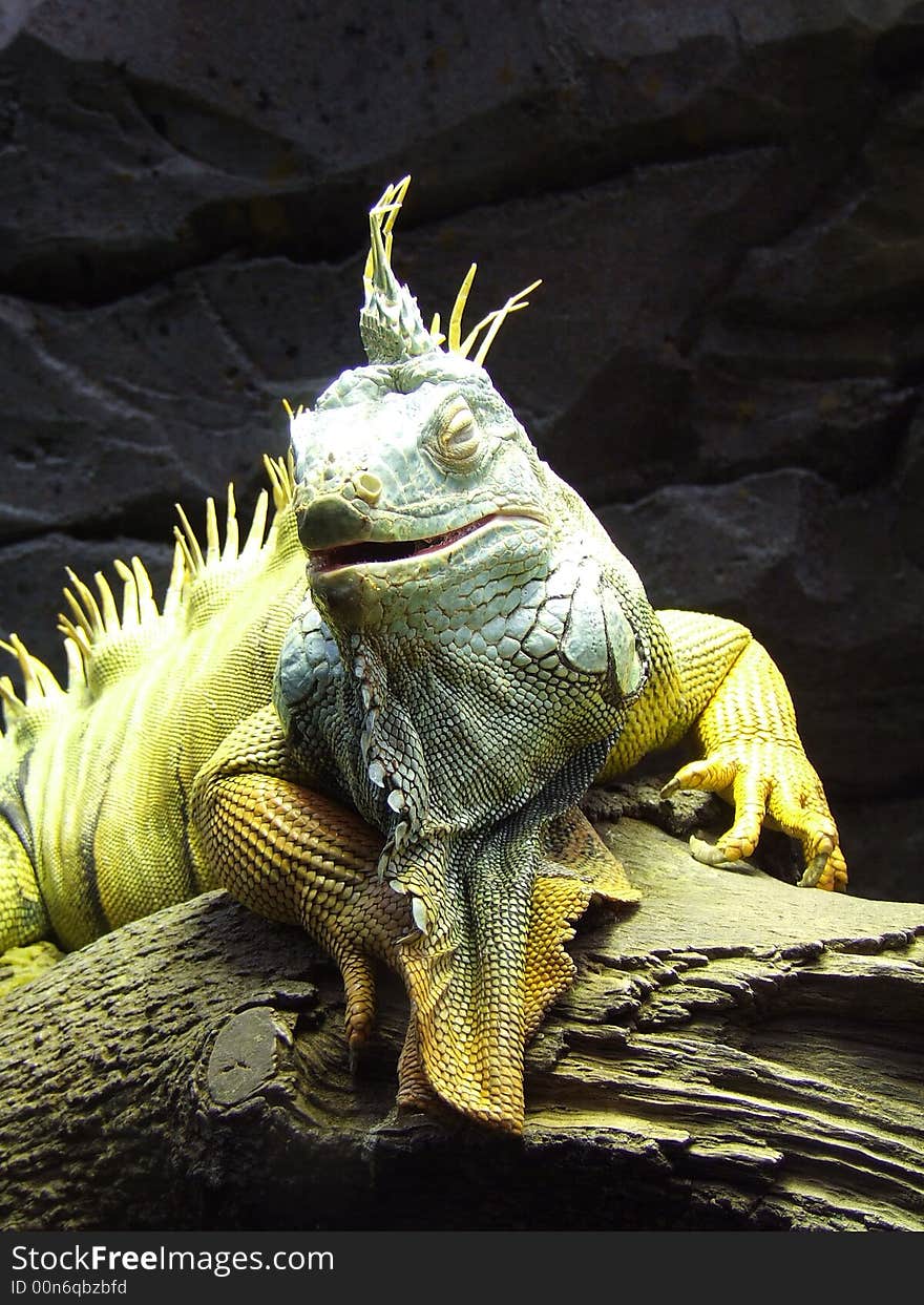 Green iguana